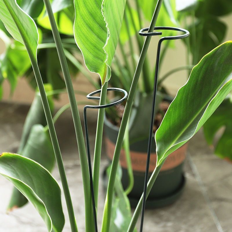 1/10pcs Garden Support Stake R - Florist Supp ulasan dan harga