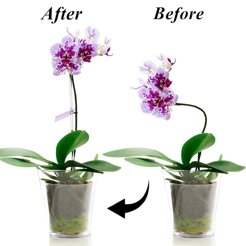 Reusable Clear Flower Support  - Florist Supp ulasan dan harga